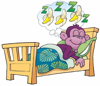Purple Monkey Hostel Dorm Bed